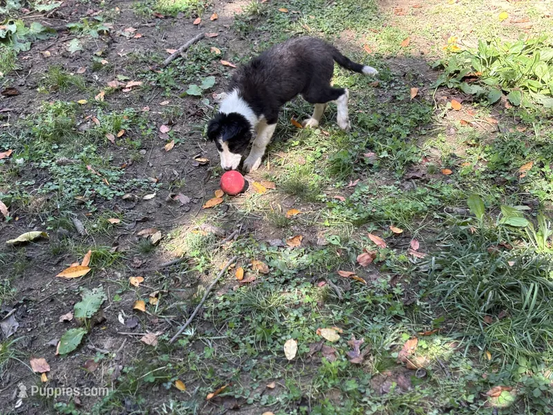 Skittles – Border Collie puppy for sale in New Castle, KY