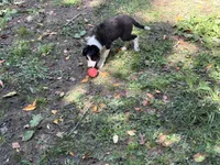 Skittles, a male Border Collie for sale in New Castle, KY – 1 of 7