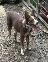 Dolly, a female Border Collie for sale in New Castle, KY – 6 of 6