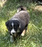 Wilbur, a male Border Collie for sale in New Castle, KY – 2 of 3
