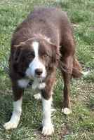 Mikey, a male Border Collie for sale in New Castle, KY – 7 of 10