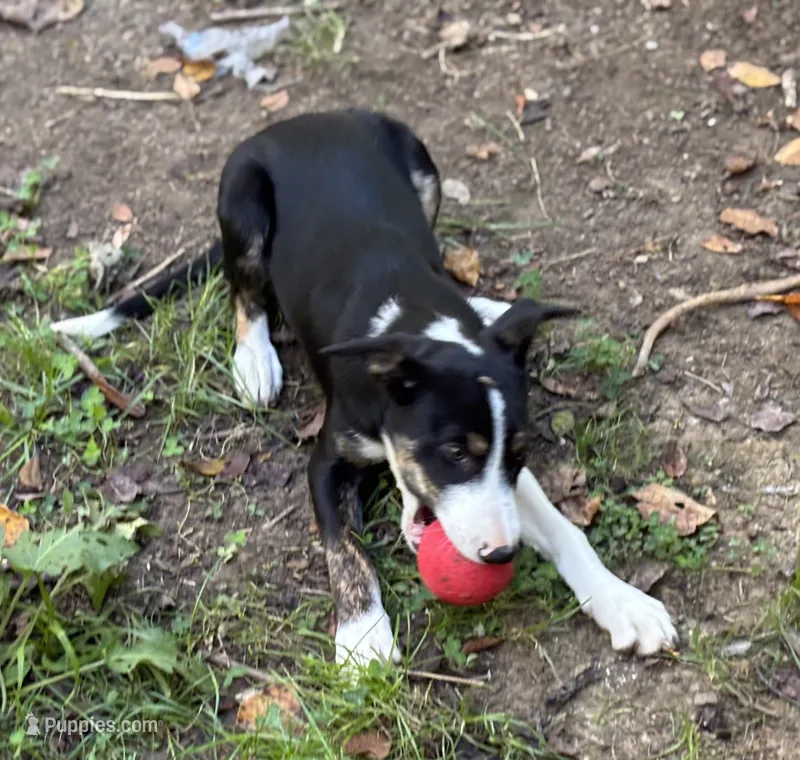 Dusty – Border Collie puppy for sale in New Castle, KY