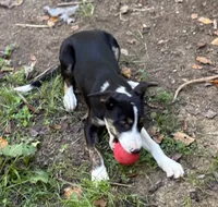 Dusty, a male Border Collie for sale in New Castle, KY – 1 of 6