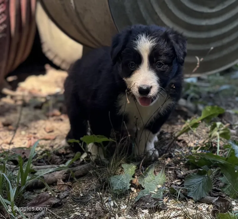 Sweet Pea – Border Collie puppy for sale in New Castle, KY