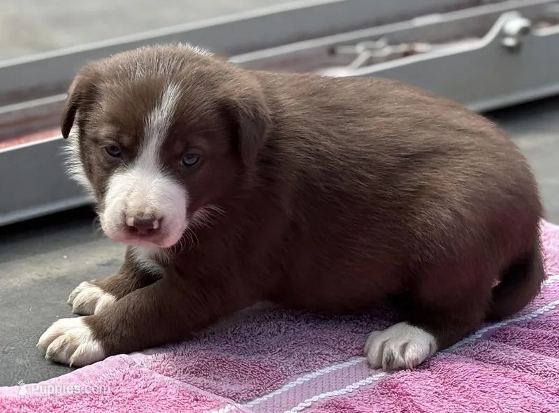 Jessie – Border Collie puppy for sale in New Castle, KY