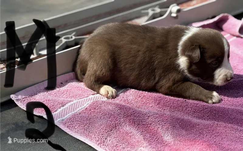 Jessie – Border Collie puppy for sale in New Castle, KY