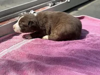 Jessie, a male Border Collie for sale in New Castle, KY – Photo 3 of 4