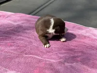 Jessie, a male Border Collie for sale in New Castle, KY – Photo 4 of 4