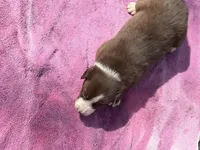 Jessie, a male Border Collie for sale in New Castle, KY – Photo 2 of 4