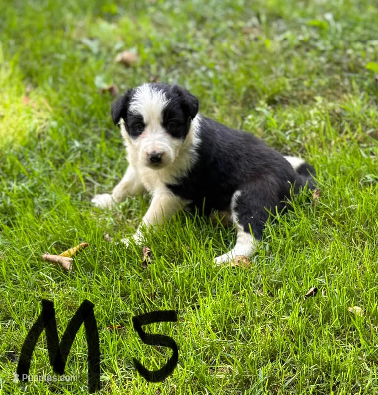 Skittles – Border Collie puppy for sale in New Castle, KY