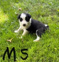 Skittles, a male Border Collie for sale in New Castle, KY – 1 of 1