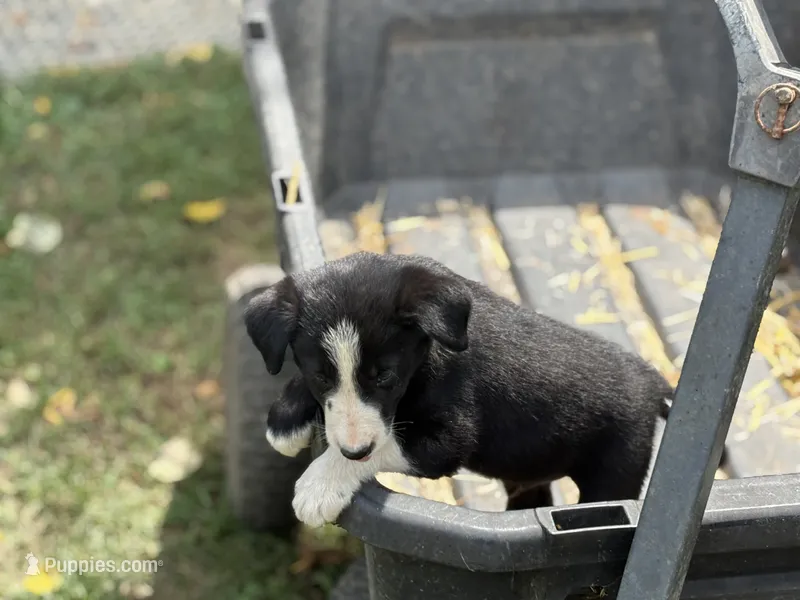 Walker – Border Collie puppy for sale in New Castle, KY