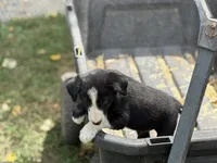 Walker, a male Border Collie for sale in New Castle, KY – 1 of 6
