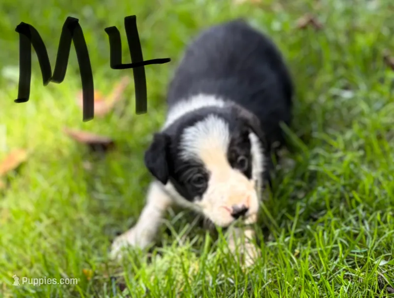 Gus – Border Collie puppy for sale in New Castle, KY