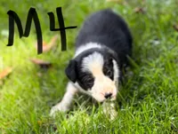 Gus, a male Border Collie for sale in New Castle, KY – 1 of 1