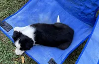 Skittles, a male Border Collie for sale in New Castle, KY – 5 of 7