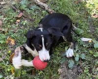 Dusty, a male Border Collie for sale in New Castle, KY – 3 of 6