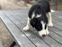 Rip, a male Border Collie for sale in New Castle, KY – 3 of 4