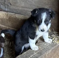 Maggie, a female Border Collie for sale in New Castle, KY – 4 of 5