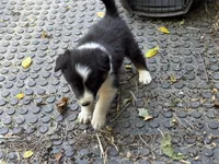 Delbert, a male Border Collie for sale in New Castle, KY – 3 of 4
