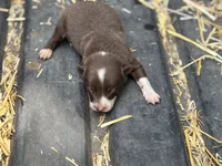 Bo, a male Border Collie for sale in New Castle, KY – 2 of 3