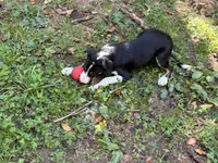 Dusty, a male Border Collie for sale in New Castle, KY – 2 of 6