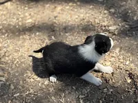 Winchester, a male Border Collie for sale in New Castle, KY – Photo 6 of 6