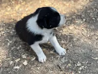 Winchester, a male Border Collie for sale in New Castle, KY – Photo 5 of 6