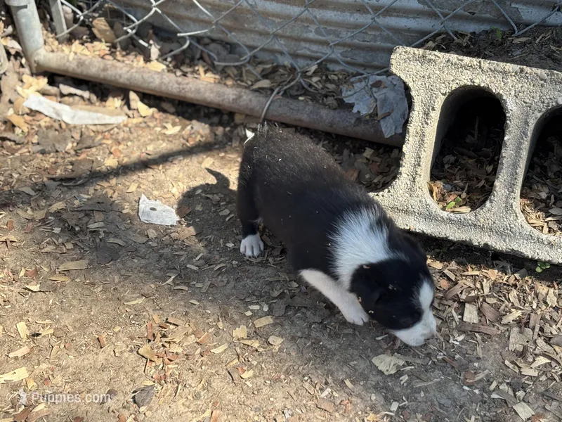 Winchester – Border Collie puppy for sale in New Castle, KY