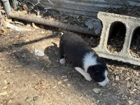 Winchester, a male Border Collie for sale in New Castle, KY – Photo 1 of 6