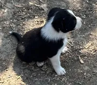 Winchester, a male Border Collie for sale in New Castle, KY – Photo 2 of 6