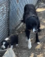 Winchester, a male Border Collie for sale in New Castle, KY – Photo 4 of 6