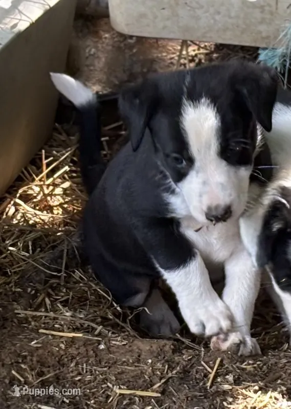 Gus – Border Collie puppy for sale in New Castle, KY