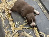 Pete, a male Border Collie for sale in New Castle, KY – 4 of 4