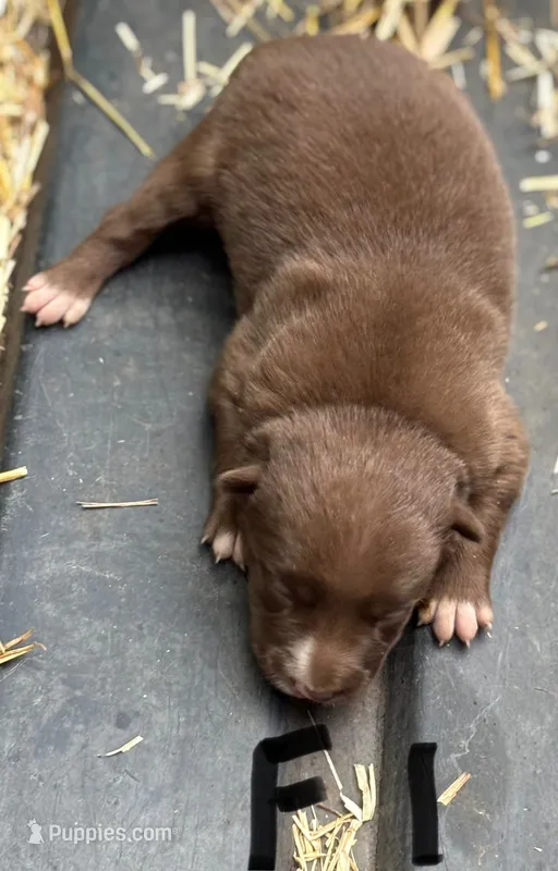 Rose – Border Collie puppy for sale in New Castle, KY