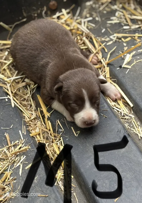 Pete – Border Collie puppy for sale in New Castle, KY