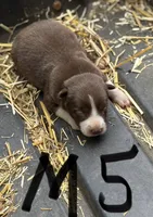 Pete, a male Border Collie for sale in New Castle, KY – 1 of 4