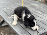 Rip, a male Border Collie for sale in New Castle, KY – 4 of 4