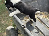 Gus, a male Border Collie for sale in New Castle, KY – 3 of 5