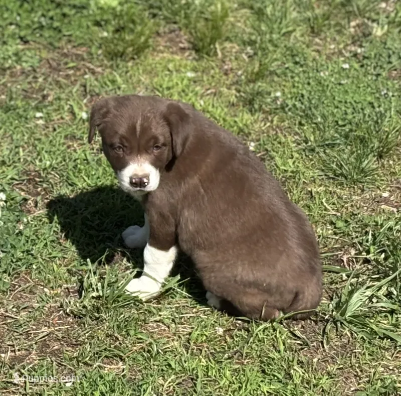 Sam – Border Collie puppy for sale in New Castle, KY