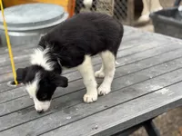 Candy, a female Border Collie for sale in New Castle, KY – 4 of 4