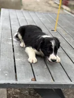 Trump, a male Border Collie for sale in New Castle, KY – 3 of 4