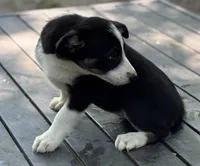 Maggie, a female Border Collie for sale in New Castle, KY – 3 of 5