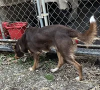 Mikey, a male Border Collie for sale in New Castle, KY – 9 of 10