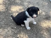 Woody B, a male Border Collie for sale in New Castle, KY – Photo 2 of 3