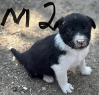 Woody B, a male Border Collie for sale in New Castle, KY – Photo 1 of 3