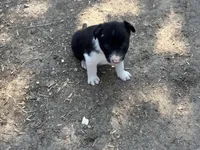 Woody B, a male Border Collie for sale in New Castle, KY – Photo 3 of 3