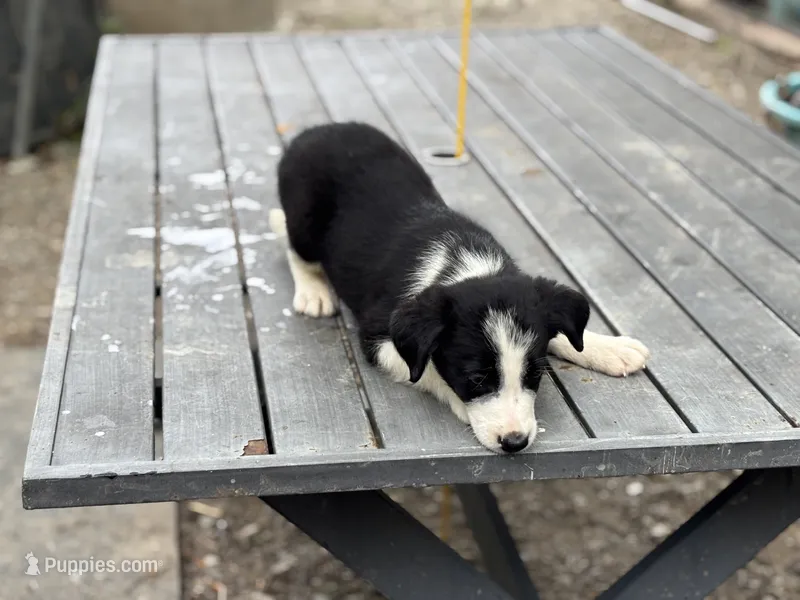 Rip – Border Collie puppy for sale in New Castle, KY