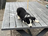 Rip, a male Border Collie for sale in New Castle, KY – 1 of 4
