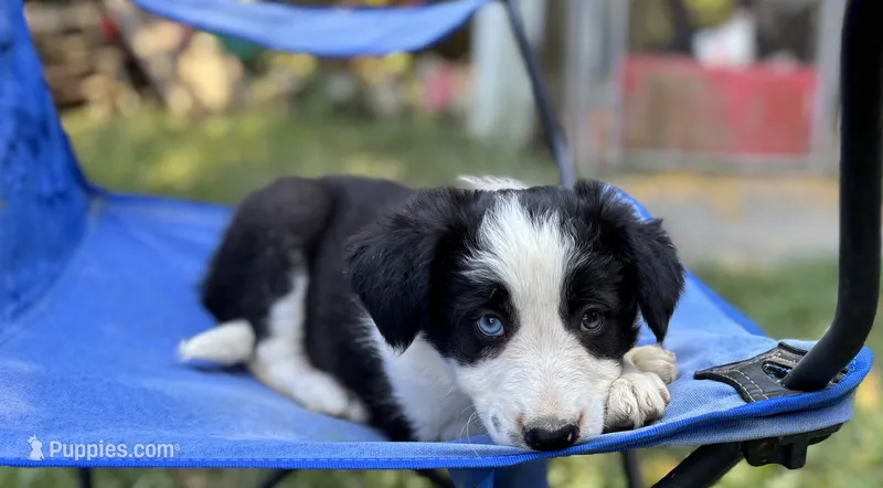 Skittles – Border Collie puppy for sale in New Castle, KY
